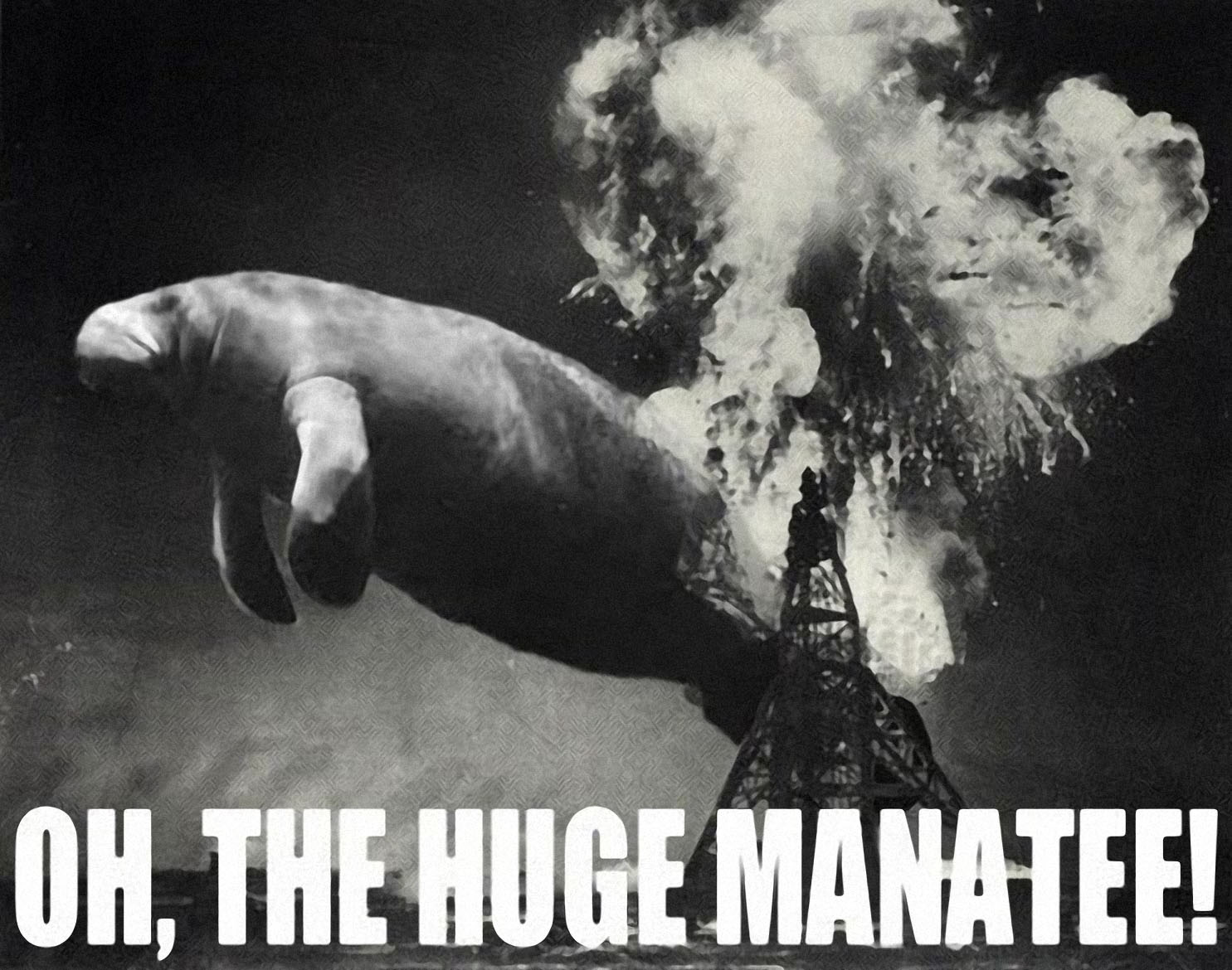 Attached picture manatee.jpg